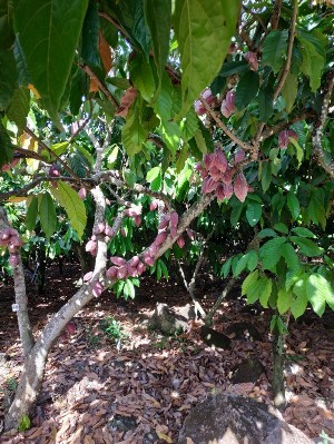 cacaotier