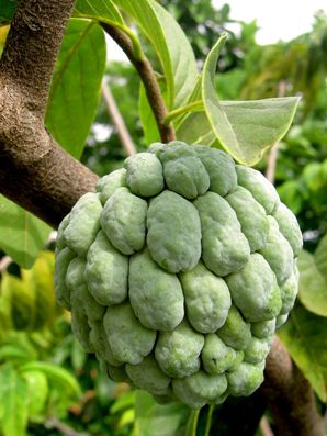 Pomme_cannelle