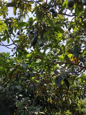 Avocatier